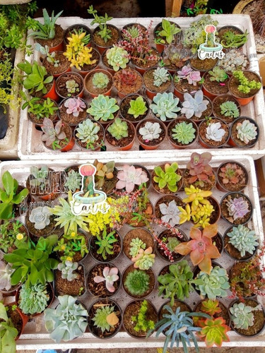Imagen 6 de 7 de 10 Suculentas Exoticas Más Costo De Envío