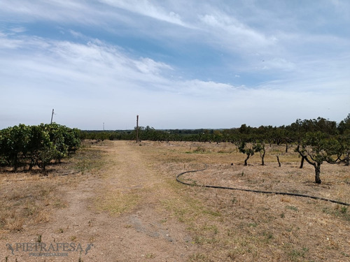 Chacra En Venta- Cno. Las Mulitas -melilla