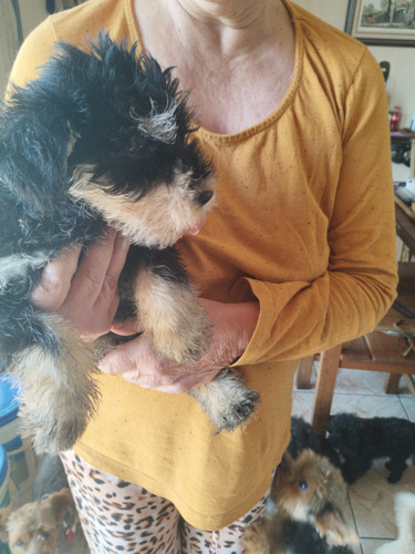 Schnauzer Machos E Fêmea