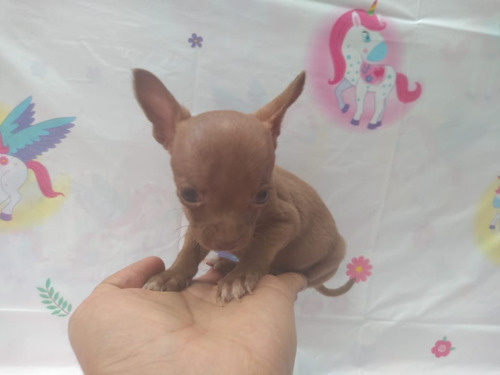 Cachorra Chihuahua Chihuahueña Tacita Miniatura Bolsillo