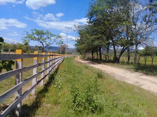 Imagen 10 de 30 de Finca De 440 Has En Cojedes-acarigua. 3 Pozos De Agua, Electricidad.