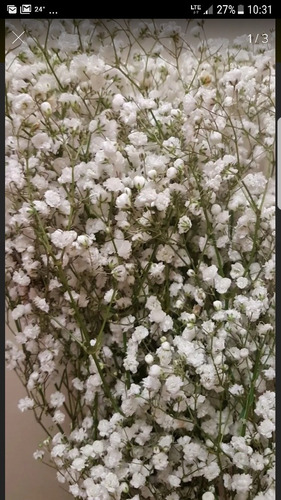 Imagen 1 de 5 de Floreria Vara De Flores De Ilusion