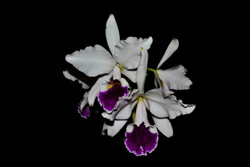 Orquidea Cattleya Labiata Semi Alba | Parcelamento sem juros