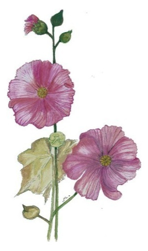 Semillas De Flor Hollyhock Sitopia