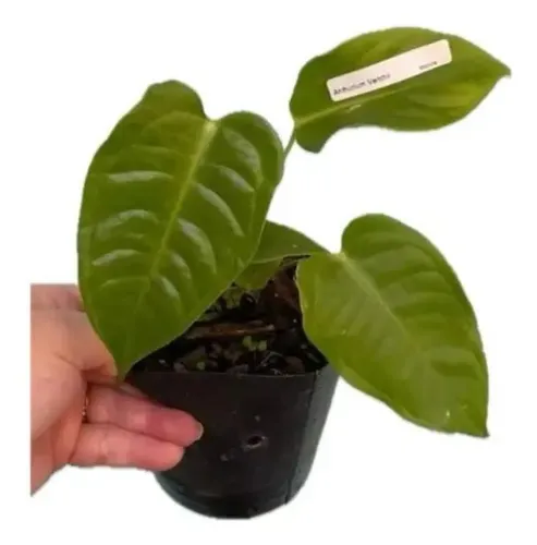 Anthurium Veitchii Linda Muda Com 2 Folhas | MercadoLivre