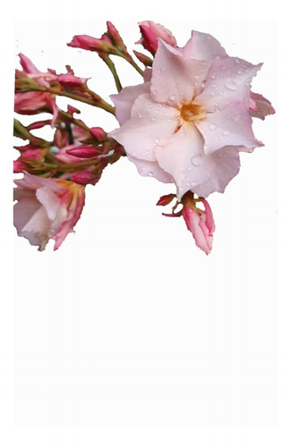 Laurel De Jardin/flor Envase 10 Litros Rosa Doble
