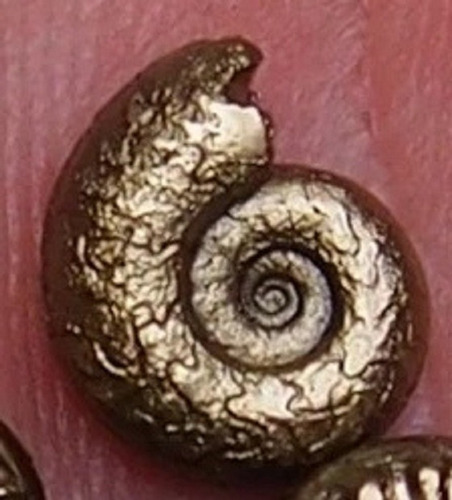 Amonita Fosil De Pirita 9 Mm Ammonite Piritizado Natural Dorado Oscuro (Usado)