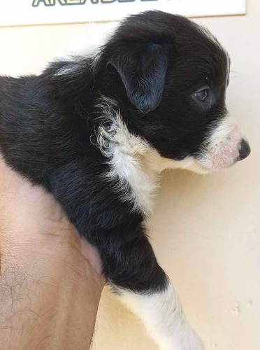 Imagem 3 de 5 de Boder Collie Com Olhos Claros