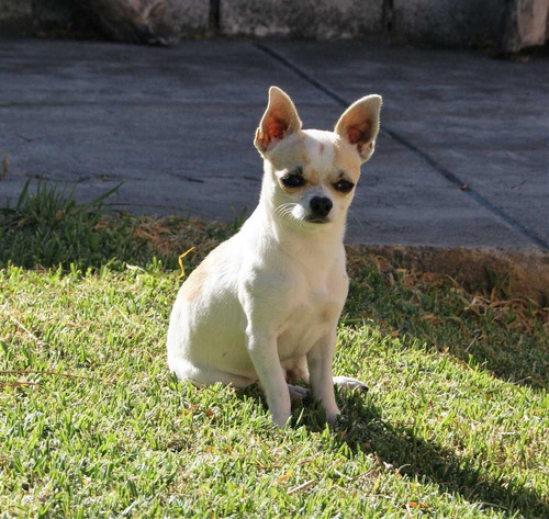 Imagen 1 de 5 de Cachorros Chihuahua Hembras
