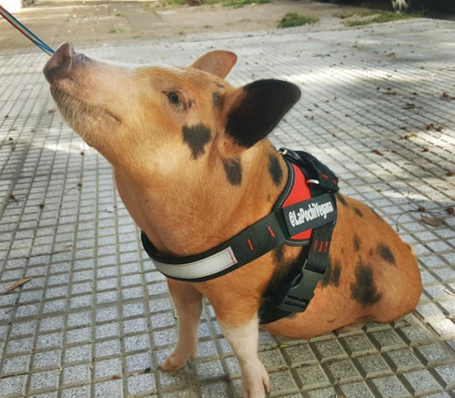Imagen 6 de 6 de Arnes Pretal Acolchado Para Perros Con Banda Reflectiva