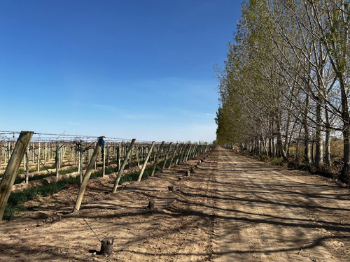 Excelente Oportunidad - Campo En Plena Producción