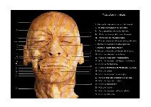 Libro Atlas De Anatomia Fotografico Yokochi 7ma (70$)
