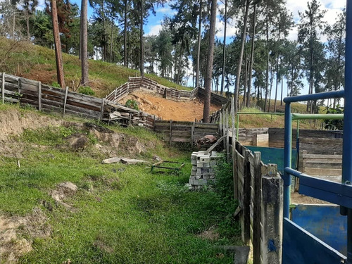 Imagen 4 de 14 de Finca En Venta En Bejuma