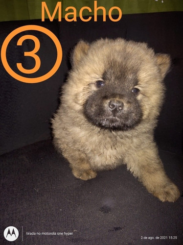 Imagem 4 de 4 de Filhote De Chow Chow Macho