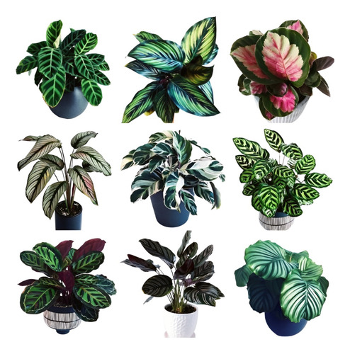 Calathea Terciopelo