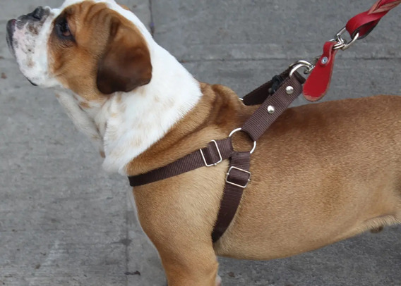 Correas Para Perros Bulldog Ingles | MercadoLibre 📦