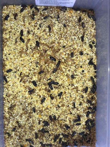 Imagem 1 de 3 de 200 Larvas Vivas De Tenébrio Molitor