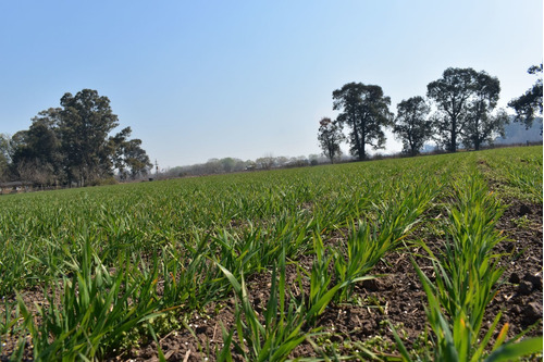 Imagen 17 de 29 de Chacra 5 Hectáreas Agro Carlos Keen Venta Oportunidad