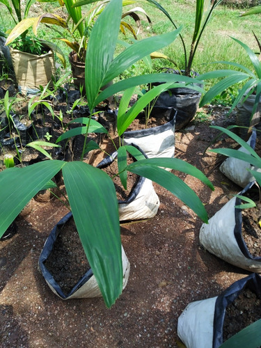 Planta Chaguaramo Enano + Tierra Abonada