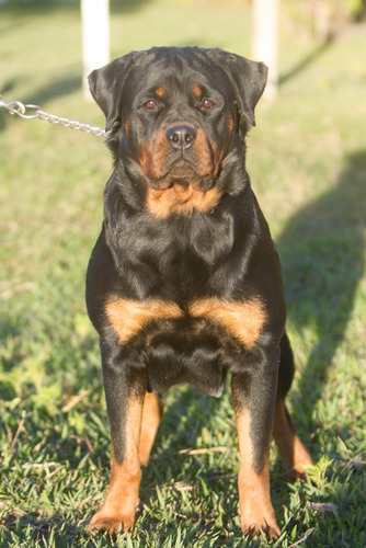 Rottweiler Filhotes (45 Dias )frete Grátis