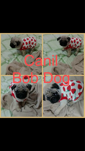 Lindos Filhotes De Pug Macho