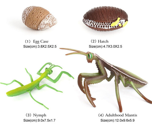 Juego De Una Mantis Religiosa - 4 Piezas
