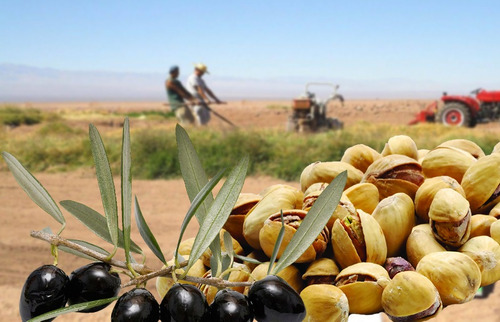 Campo En Venta. 25 De Mayo, Provincia De San Juan. Argentina.
