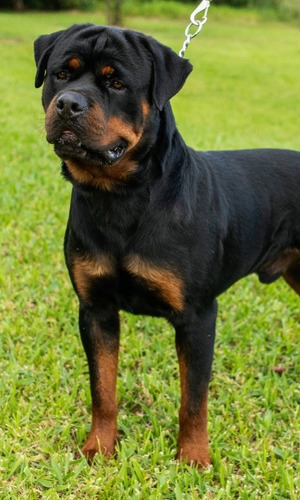 Filhote De Rottweiler De Alto Padrão Com Pedigree Cbkc