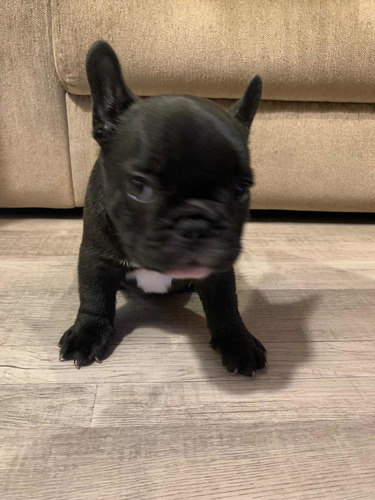 Imagen 5 de 5 de Venta De Cachorros Se Entrega Con Papeles Y Vacunados