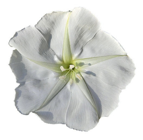 Ipomoea Alba - Dama Da Noite -trepadeira Sementes Para Mudas