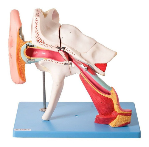Ouvido Ampliado 4x Clássico Em 8 Partes Modelo Anatomia