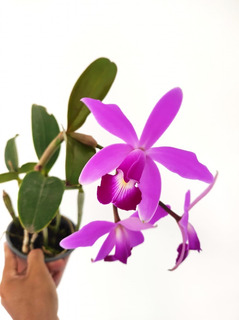 Orquidea Cattleya Terrazas Jardin Plantas Semillas | MercadoLibre ?