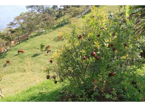 Finca En Venta En Girardota. Cod V12303
