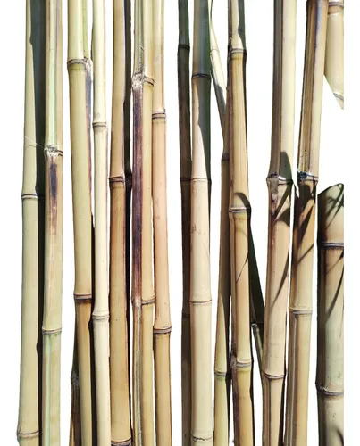 Caña De Bambú/tacuara, Tutores, 1,80 Mts X 10 Unidades.  