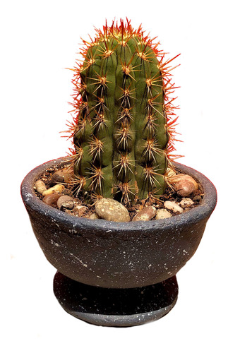 Maceta Cactus Haageocereus