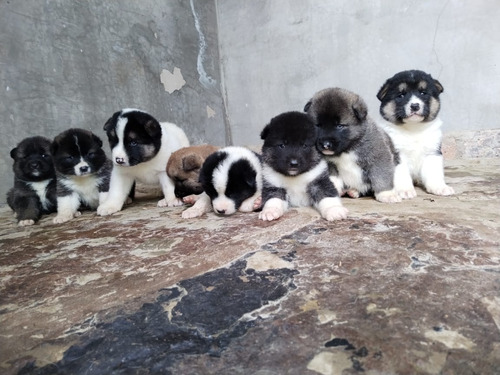 Cachorro Akita Americano 