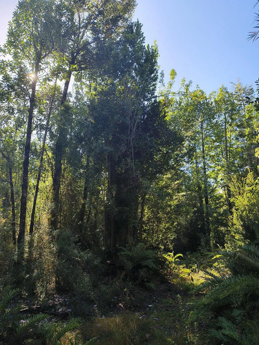 1 Hectárea En Chiloé - Bosque Renoval Cerca De Castro