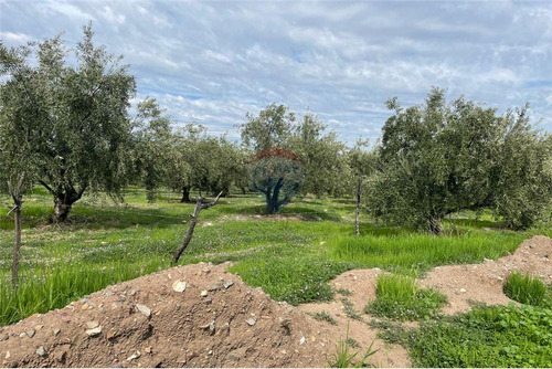 Parcela De Olivos, San Felipe