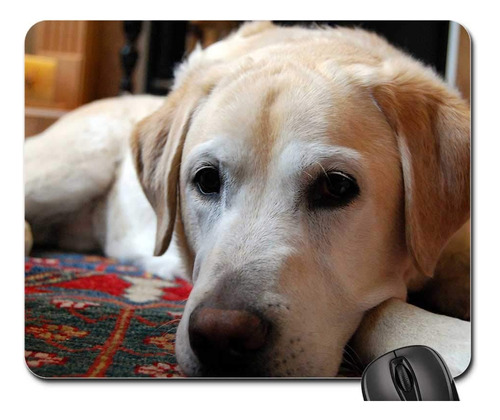 Labrador Retriever Dog Resting Canine 1