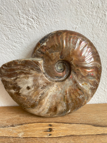 1 Ammonite Opalizado Fosil 390gr Natural Excelente Calidad