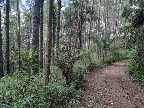 Imagem 12 de 30 de Sítio Em Juquitiba