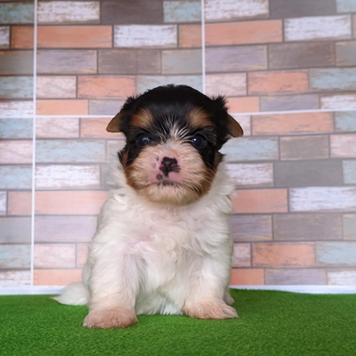 Cachorro Biewer Terrier Puro