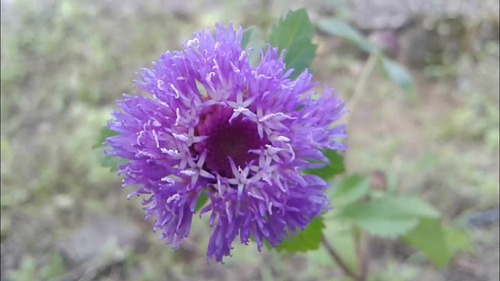 Muda Do Raro Balainho De Velho - Perpétua Azul Do Campo