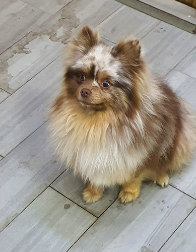 Cachorros Pomerania