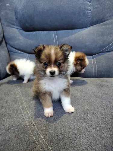 comprar Pomerania Macho De Pelaje Claro En Venta