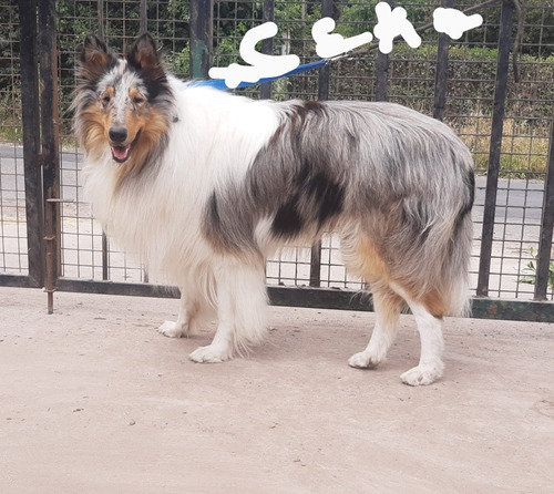 Collie Blue Merle Nac. Arg