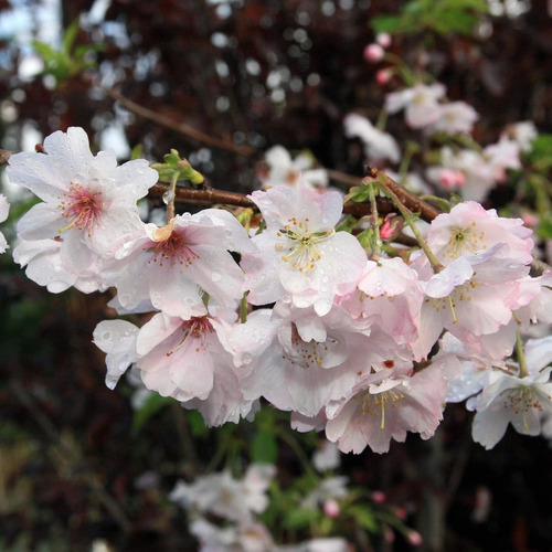 1 Cerezo Ornamental  Autumnalis  Arbolito (prunus Autumnalis