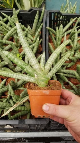 Imagen 3 de 3 de Sansevieria Cylindrica Pikachu Fotos Reales