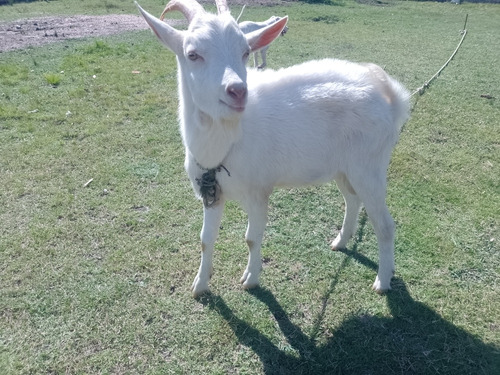 Cabras Chivos