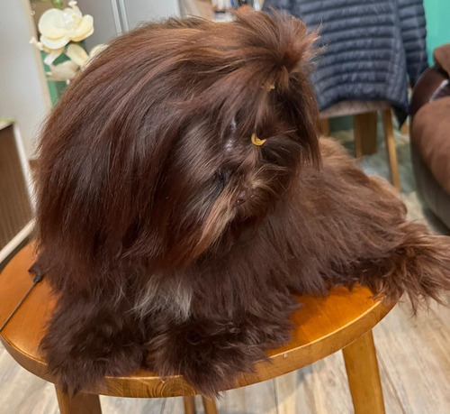 Shih Tzu Chocolate Macho 4 Meses